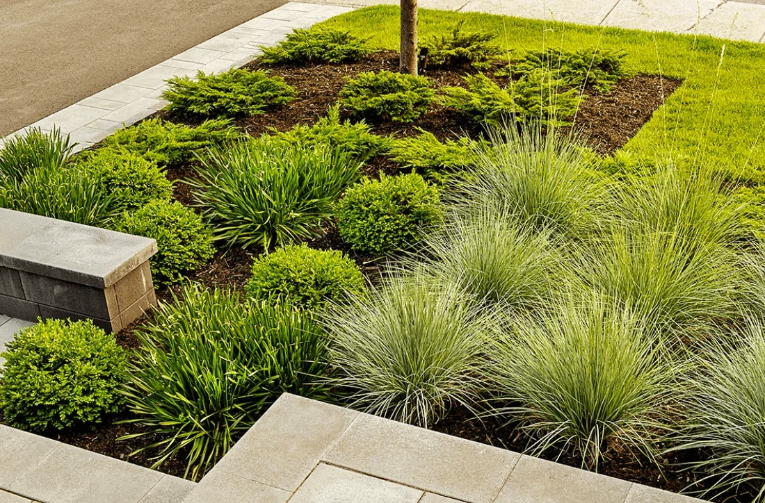 Focus de revitalisation pour jardin - Façade Aménagement paysager